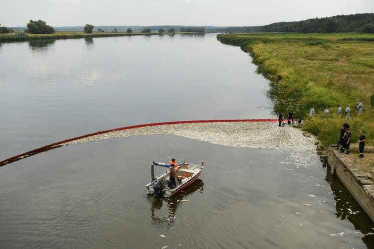 They are images reminiscent of an oil spill: a carpet of dead animals is forming on the Polish bank of the Oder.