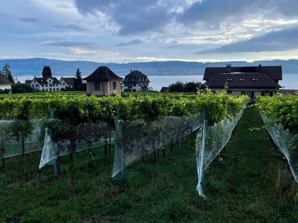 More vines, behind them Lake Zurich