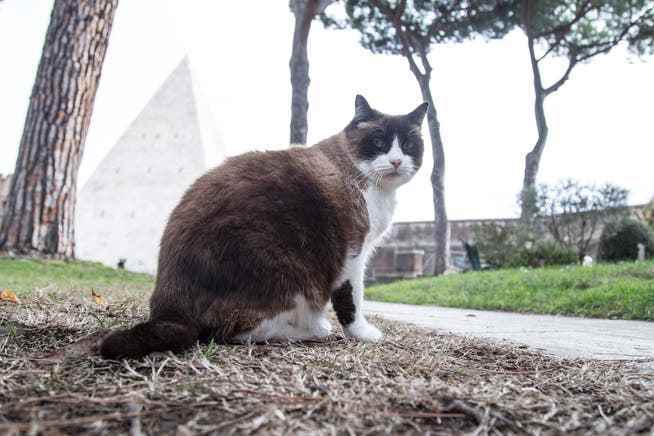 Even the cats love the cemetery in the Roman district of Testaccio. 