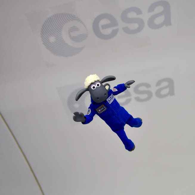 Shaun the Sheep prepares to circumnavigate the moon on a parabolic flight.