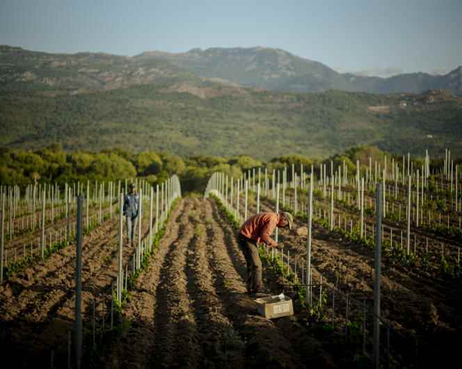 Morad, 38, works in the vineyards of the Peretti Della Rocca estate in Figari, on July 27, 2022, in Corse-du-Sud.
