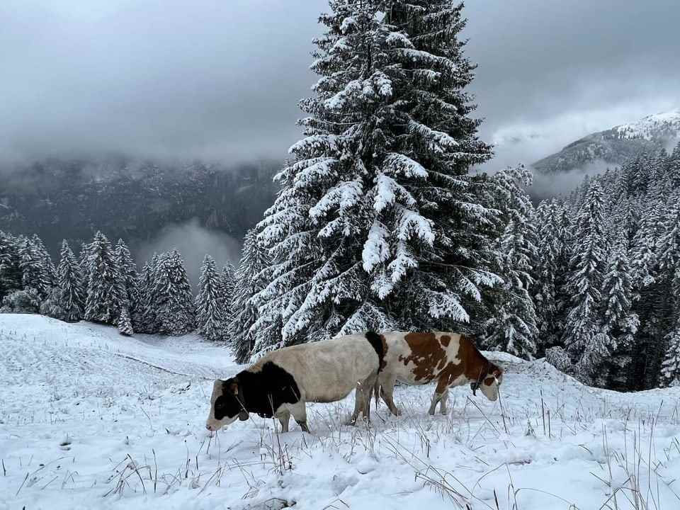 The cows in Mürren are at a loss.