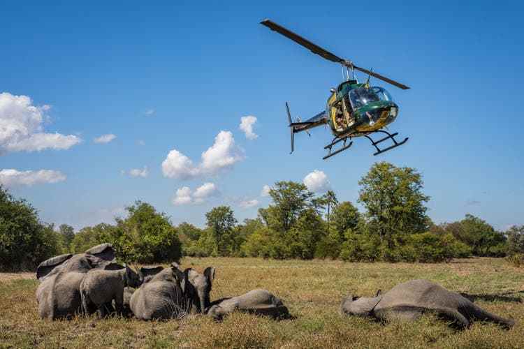 After the elephants have been herded into an open area, they are stunned from the helicopter.