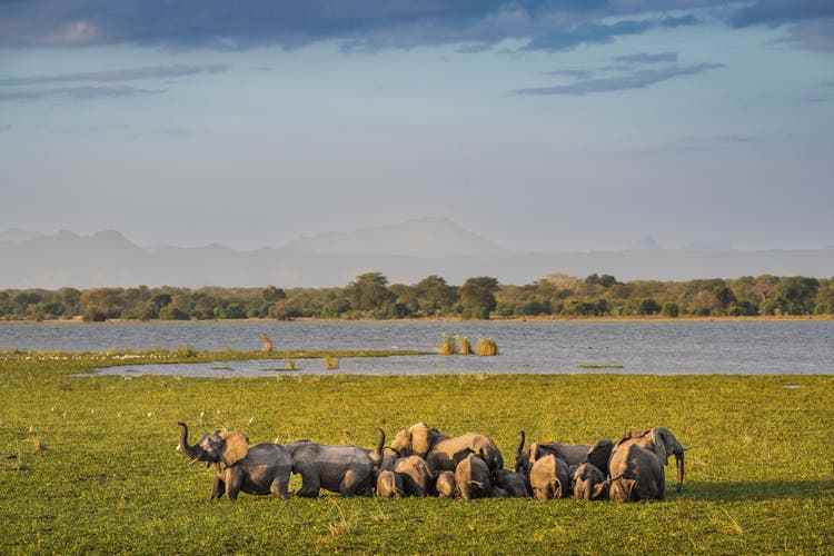 The relocated herd in their new home in Liwonde National Park