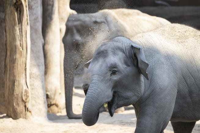 Die Elefantenherde des Zoos hat sich durch das Virus erheblich verkleinert.