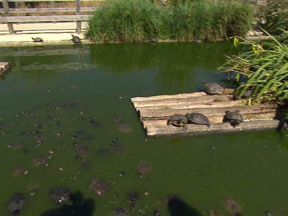 Turtles in the pond.