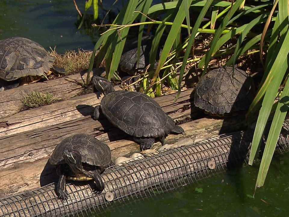 Turtles on raft.