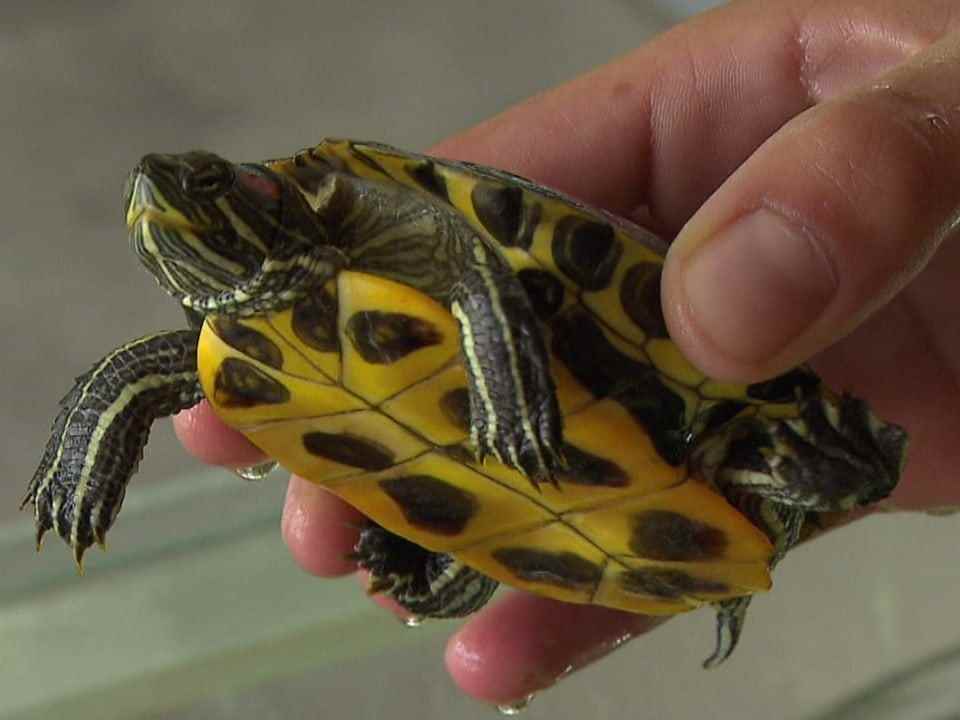 Small turtle with a yellow belly.