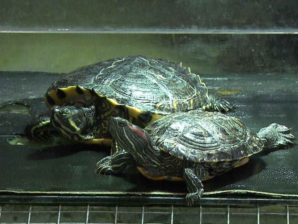 turtles.