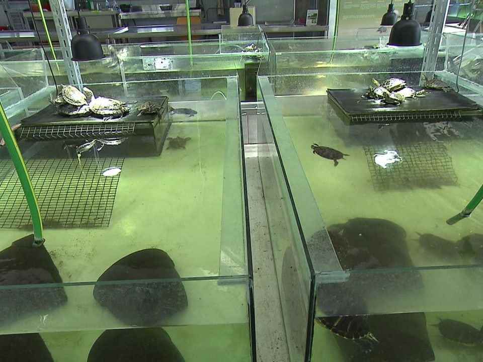 Turtle aquariums.