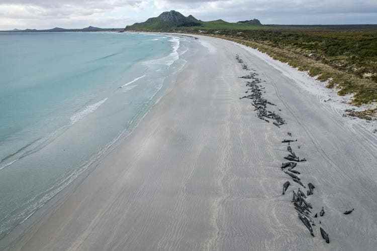 240 animals perished in the October 8, 2022 mass stranding at Tupuangi Beach on the Chatham Islands in New Zealand.