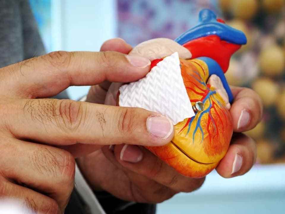 The picture shows a model of a heart in a human hand.