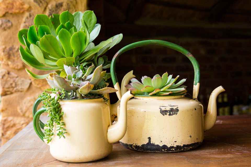 Self-sufficiency: Old teapots as flower pots