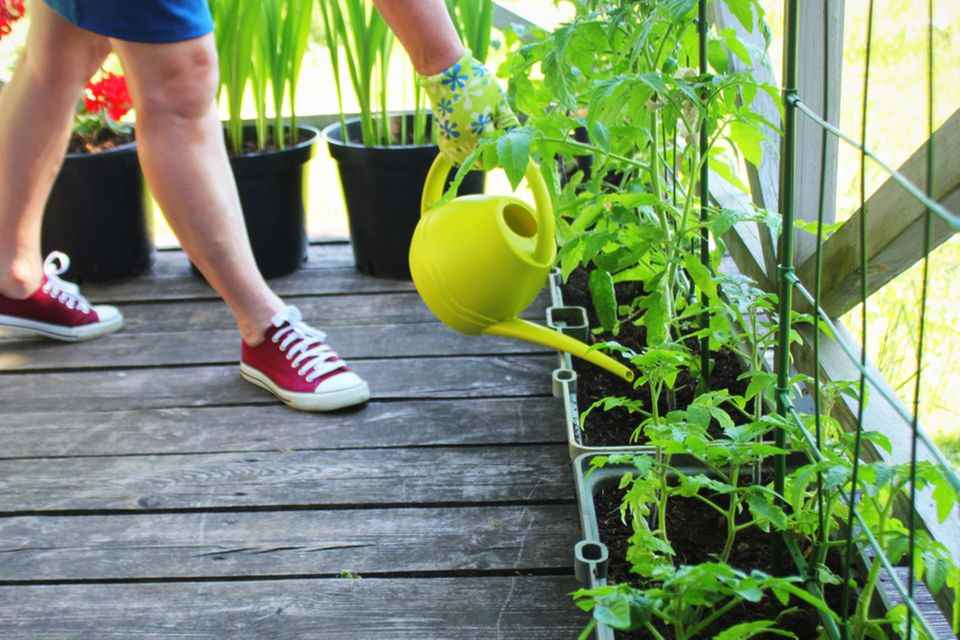 Self-sufficiency: woman waters tomato plants on the balcony