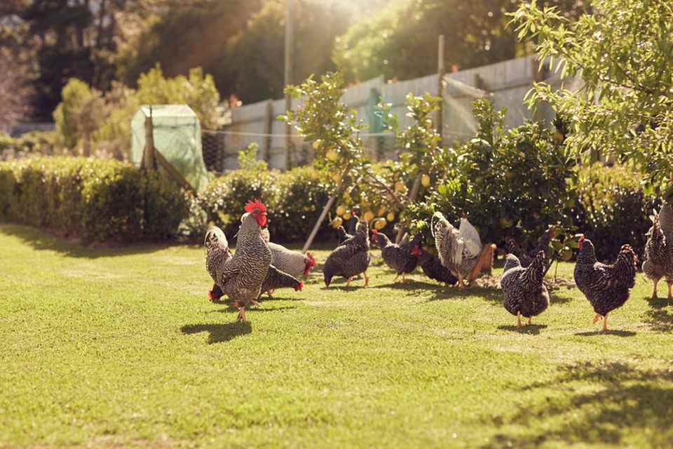 Self-sufficiency: chickens in the garden