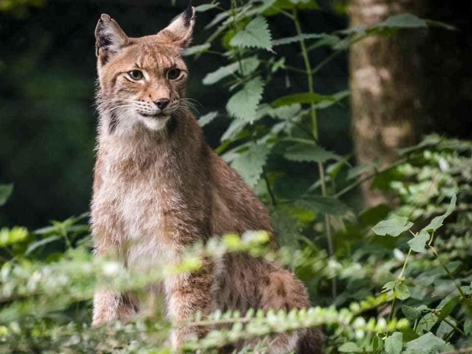 Forest with green bushes and on the left in the picture a lynx from the front with brown and white fur