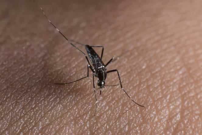 The female tiger mosquito, 
