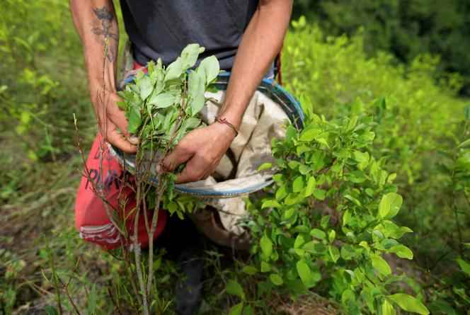 A coca farmer, in Catatumbo, in the Norte de Santander department, in Colombia, on August 20, 2022.