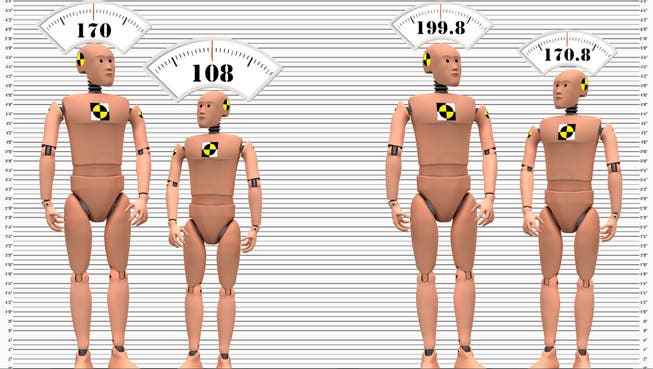 The average sizes of crash test dummies according to the US safety agency NHTSA (left) and the US accident prevention center CDC vary enormously.  However, there are no female dummies for either of them.