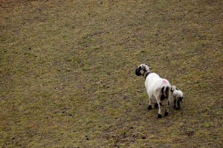 Schafe, Wölfe und die Freiheit: Wen und was gilt es zu schützen?