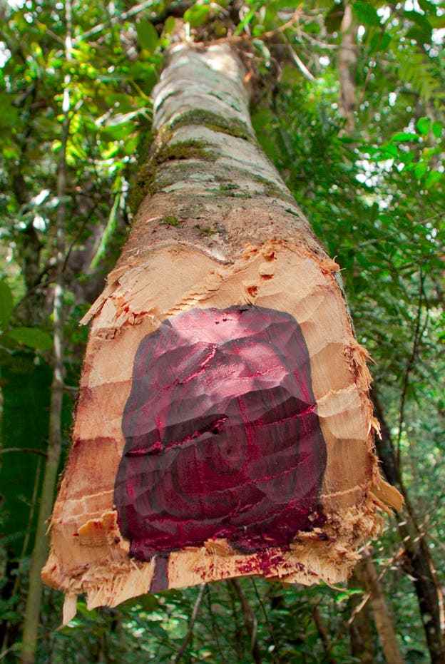 Im Innern des Baumstamms verbirgt sich der wahre Wert: dunkelrot gefärbtes Rosenholz.