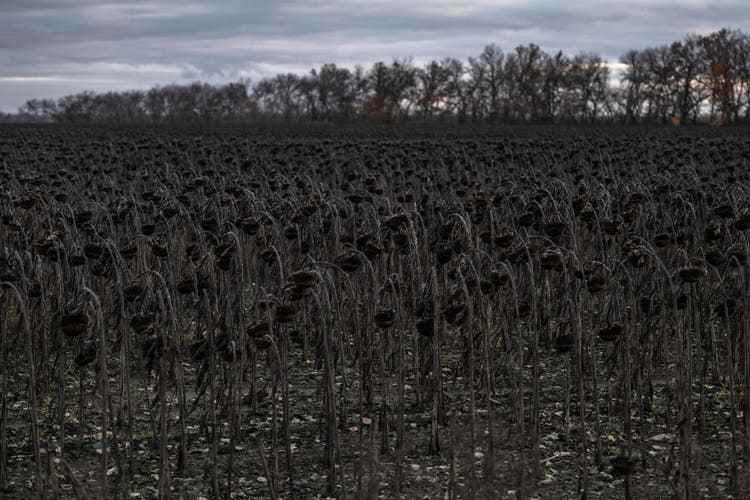 Verdorrte Sonnenblumen östlich von Kupjansk. Wegen der Besetzung und des Kriegs konnte auf vielen Feldern nicht geerntet werden.
