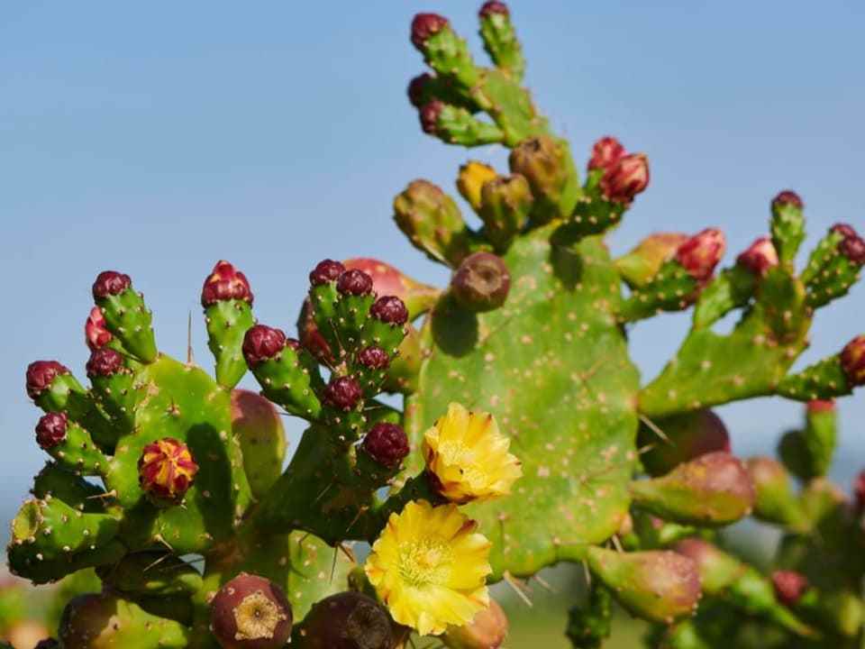 A prickly pear can be seen in the picture.