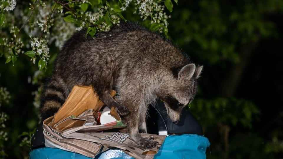 Raccoon digs in the garbage