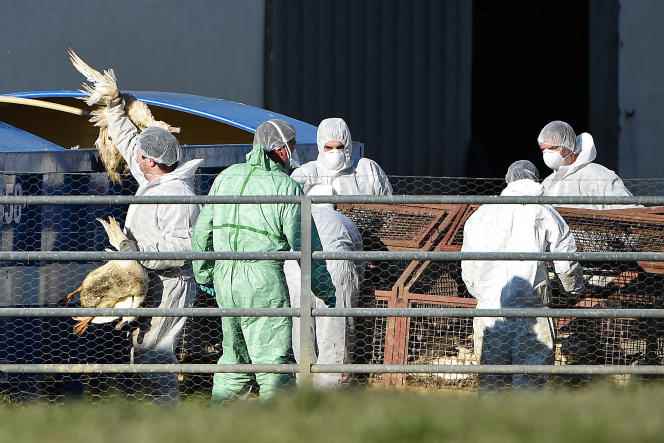 Ducks slaughtered due to avian flu, in Lohitzun-Oyhercq (Pyrénées-Atlantiques), January 20, 2022. 