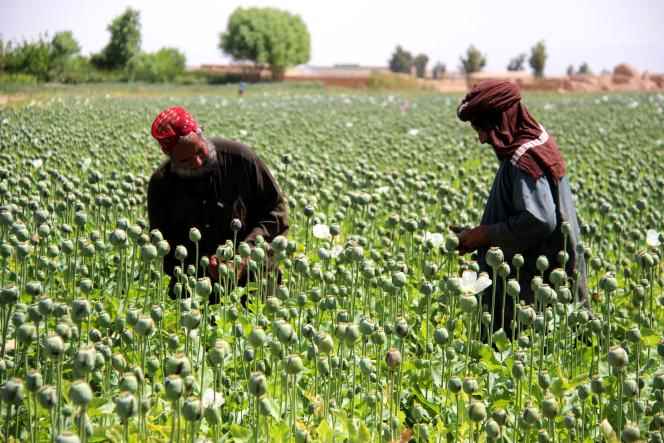 Afghan farmers harvest opium sap in a poppy field in Gereshk district, Afghanistan, April 13, 2019.