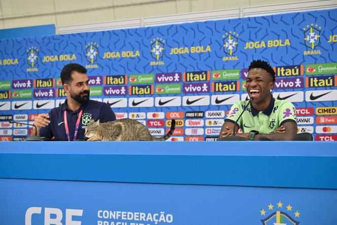 A cat invited itself to the press conference of Brazilian Vinicius Junior, provoking bursts of laughter from the latter.  In Doha, on December 7. 