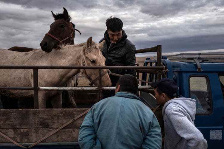 Naranbadrach's staff talk soothingly to the terrified Sergelen after maneuvering him onto the truck bed.  The horse listens intently, ears pricked and forward.