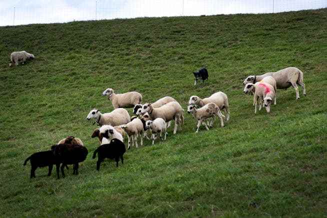 Zurzeit sollen Landwirte im Weinland auf den Herdenschutz achten. Im Bild Schafe und ein Herdenschutzhund. 