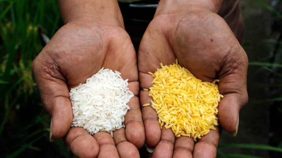 The difference between golden rice and regular rice