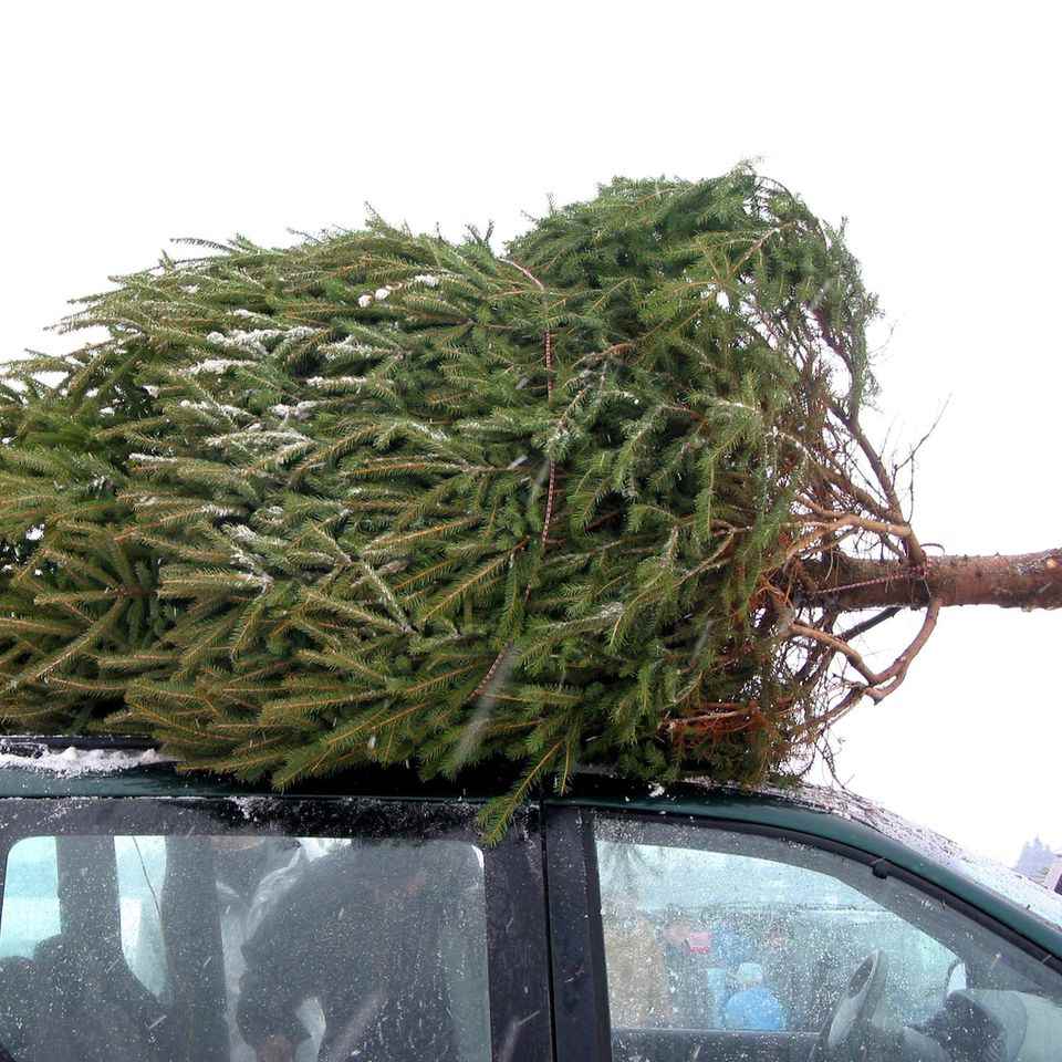 Dispose of Christmas tree - fir tree on car roof