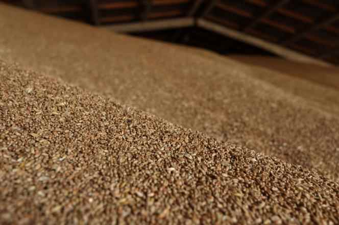 Wheat grains stored at a farm near Izmail (Ukraine), in the Odessa region, on June 14, 2022. 