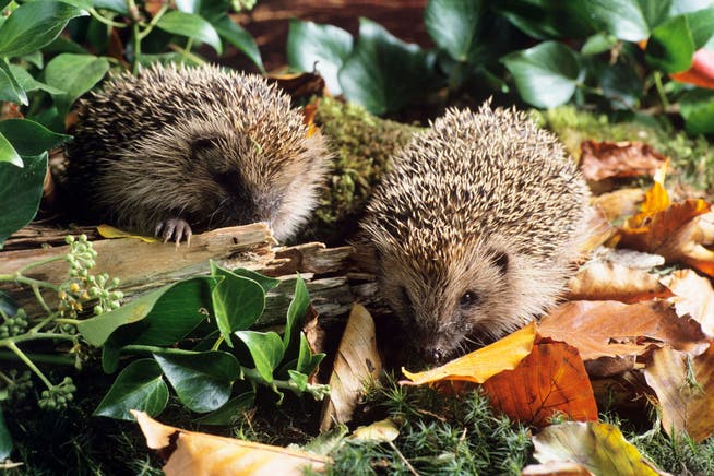 Hedgehogs feel more comfortable in structured gardens than on monotonous farmland.