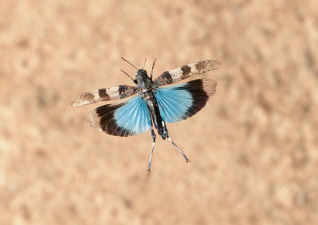 The strong blue colored wings with clear black transverse bars make the animal of the year 2023 unmistakable.