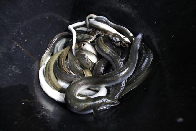 Eels caught on the polders near the village of Numansdorp in the south of the Netherlands on September 28, 2009.