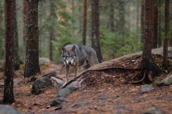 A gray wolf in the woods of the province of Hälsingland, Sweden, in September 2009.
