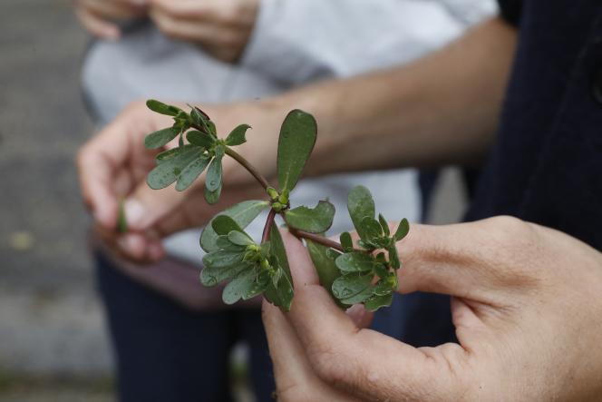 Christophe de Hody, a naturopath, herbalist and botanist, holds purslane leaves during a workshop in Paris on August 25, 2017. 