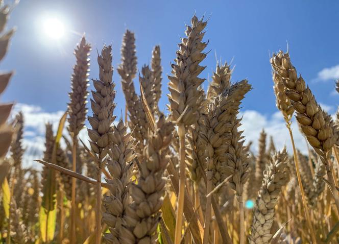 A wheat field, in Essars (Pas-de-Calais), July 5, 2022. 