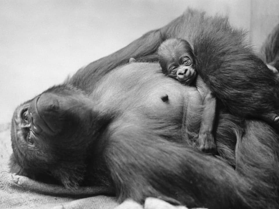 Monkey lies on the ground in the enclosure and holds a cub in his arms.