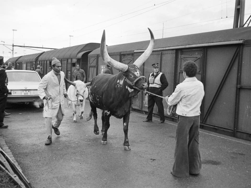 Watussi cattle on the platform