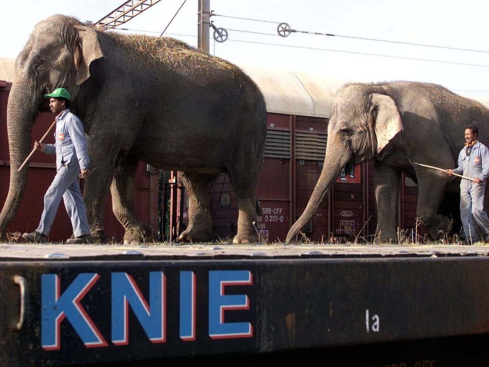 Elephants get off the train