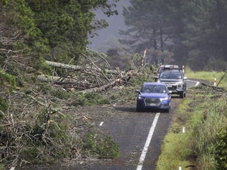 Cars drive past fallen trees. 