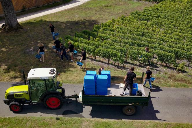 During the harvest in Canéjan (Gironde), near Bordeaux, on August 18, 2020. 