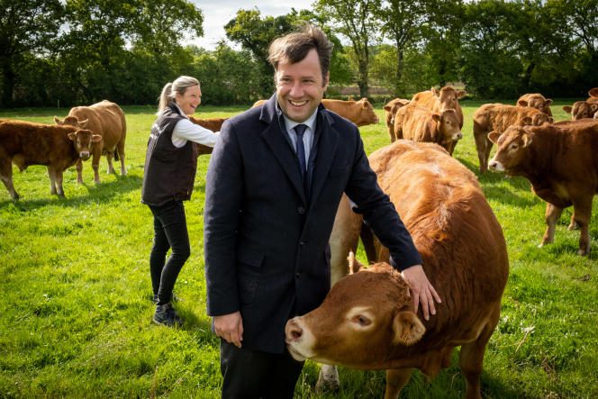 Loïg Chesnais-Girard, campaigning for his re-election to the region in the Limousin cow farm, Gaec du Bois au Bé in Trébry (Côtes-d'Armor), May 14, 2021. 