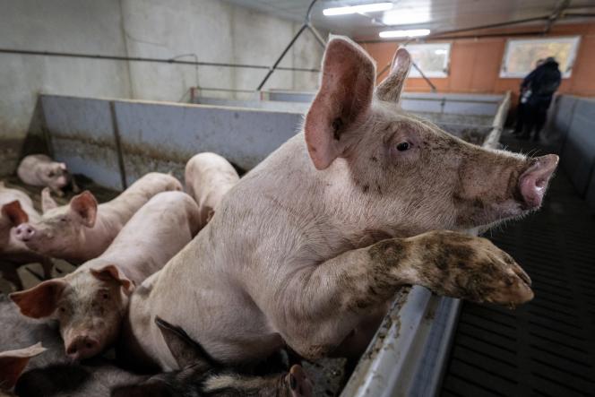 In a pig farm, in Confrançon (Ain), November 24, 2022. 