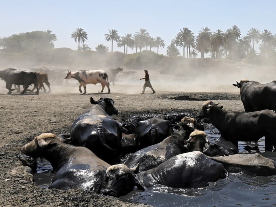 Farmer with herd of cows in a dry river, south of Baghdad (summer 2022)